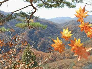 八棱梅花亮银锤打一精准生肖